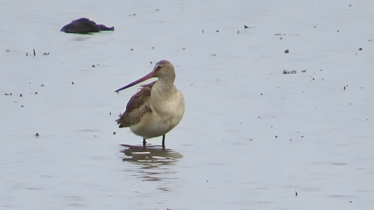 břehouš aljašský - ML643937846