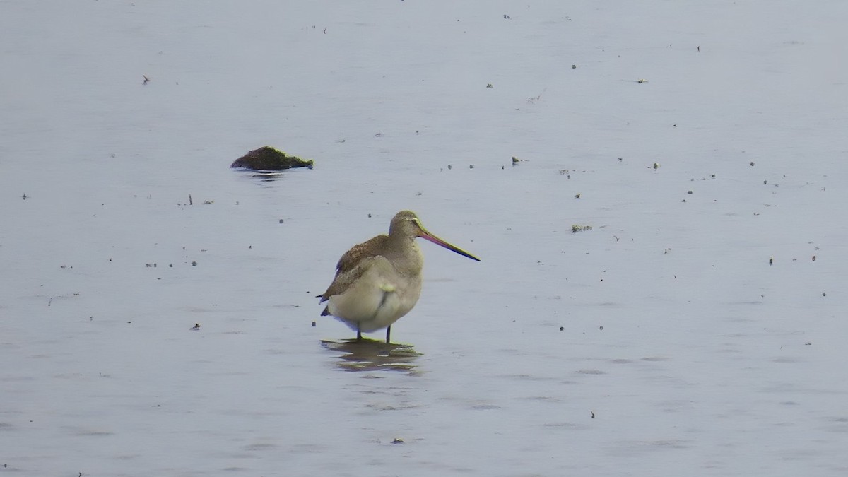 břehouš aljašský - ML643937848