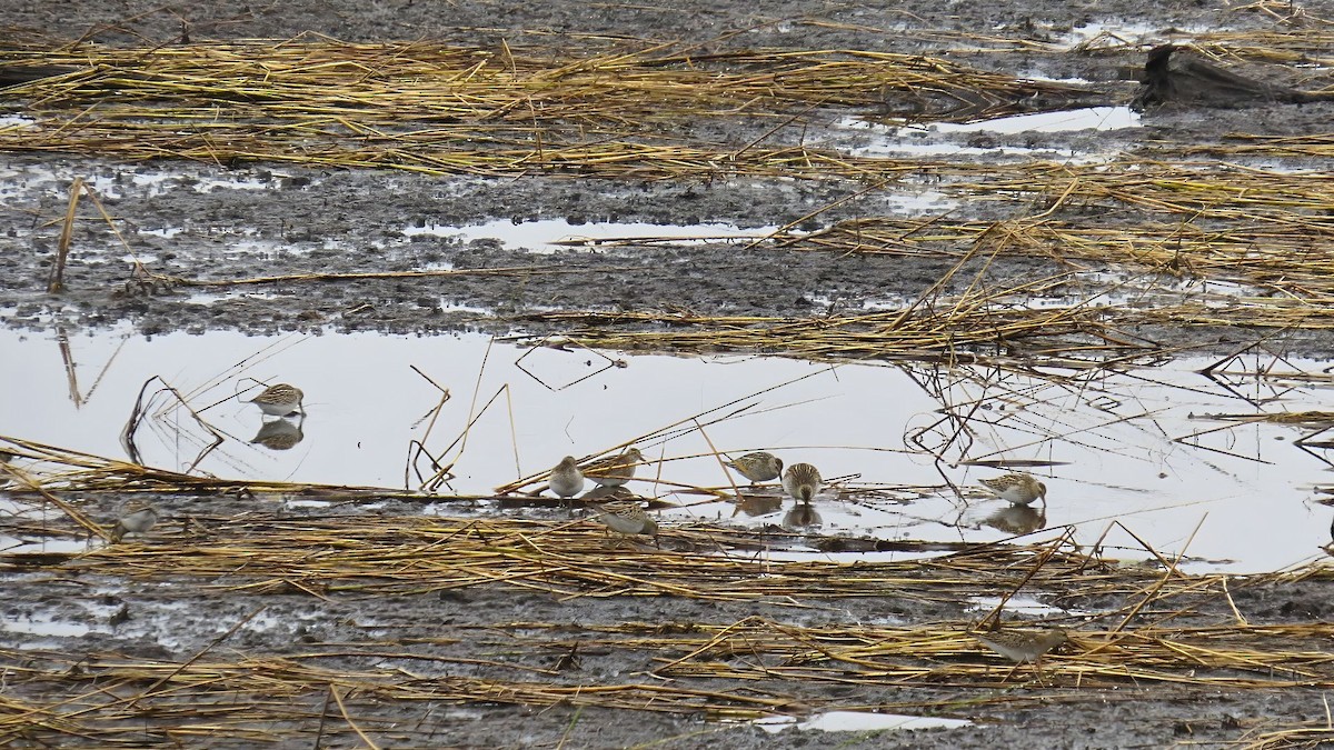 jespák skvrnitý - ML643937854