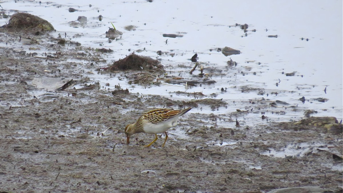 jespák skvrnitý - ML643937857