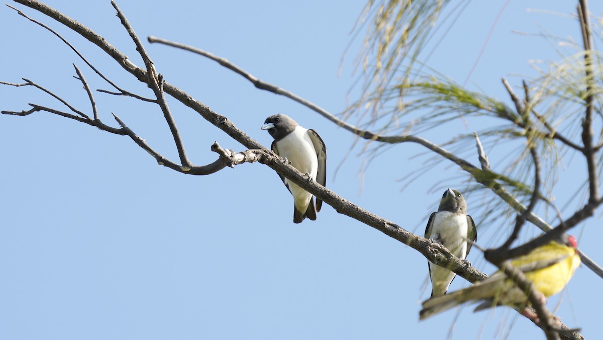 White-breasted Woodswallow - ML643937858
