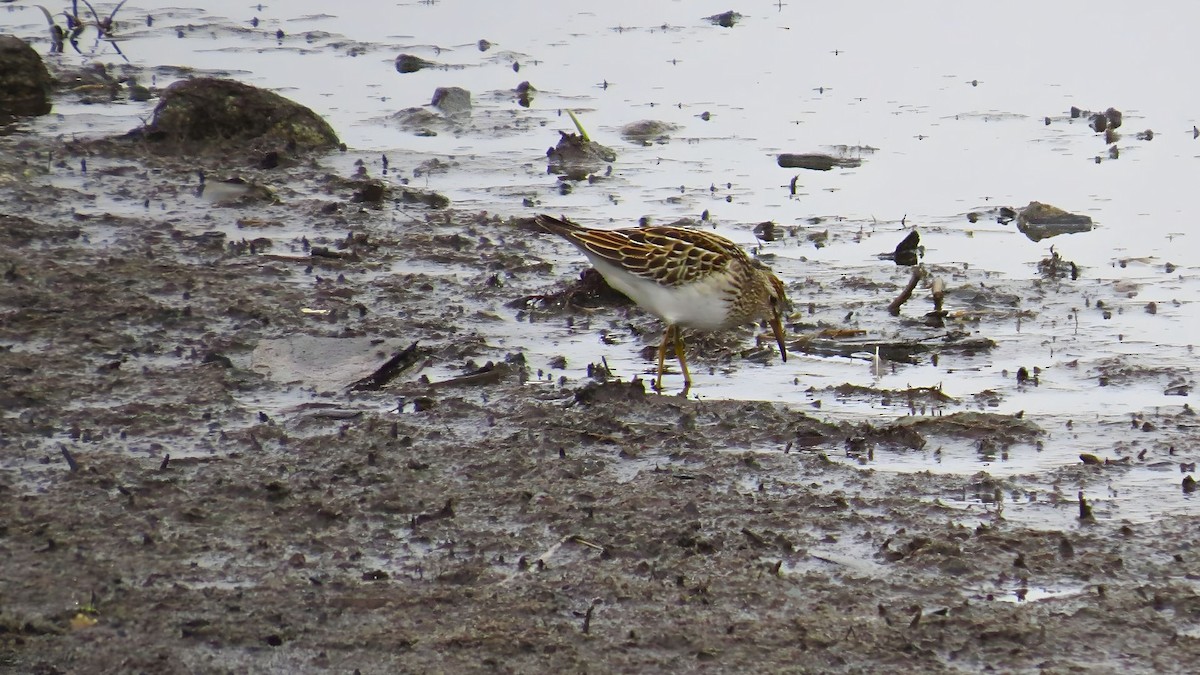 jespák skvrnitý - ML643937859