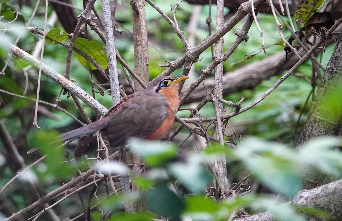 Lesser Ground-Cuckoo - ML643937864