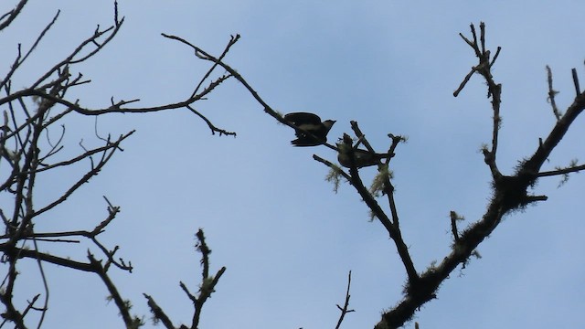 Green-throated Tanager - ML643937866