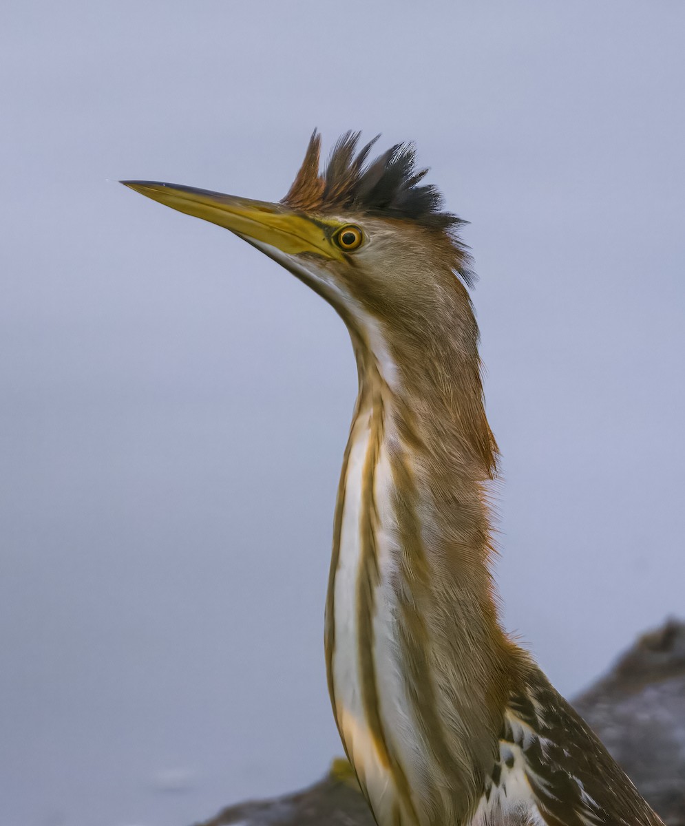 Little Bittern - ML643937882