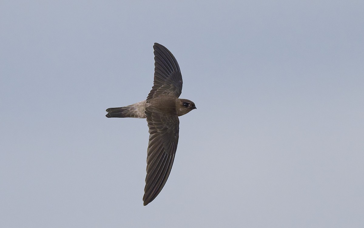 White-nest Swiftlet (White-nest) - ML643937887