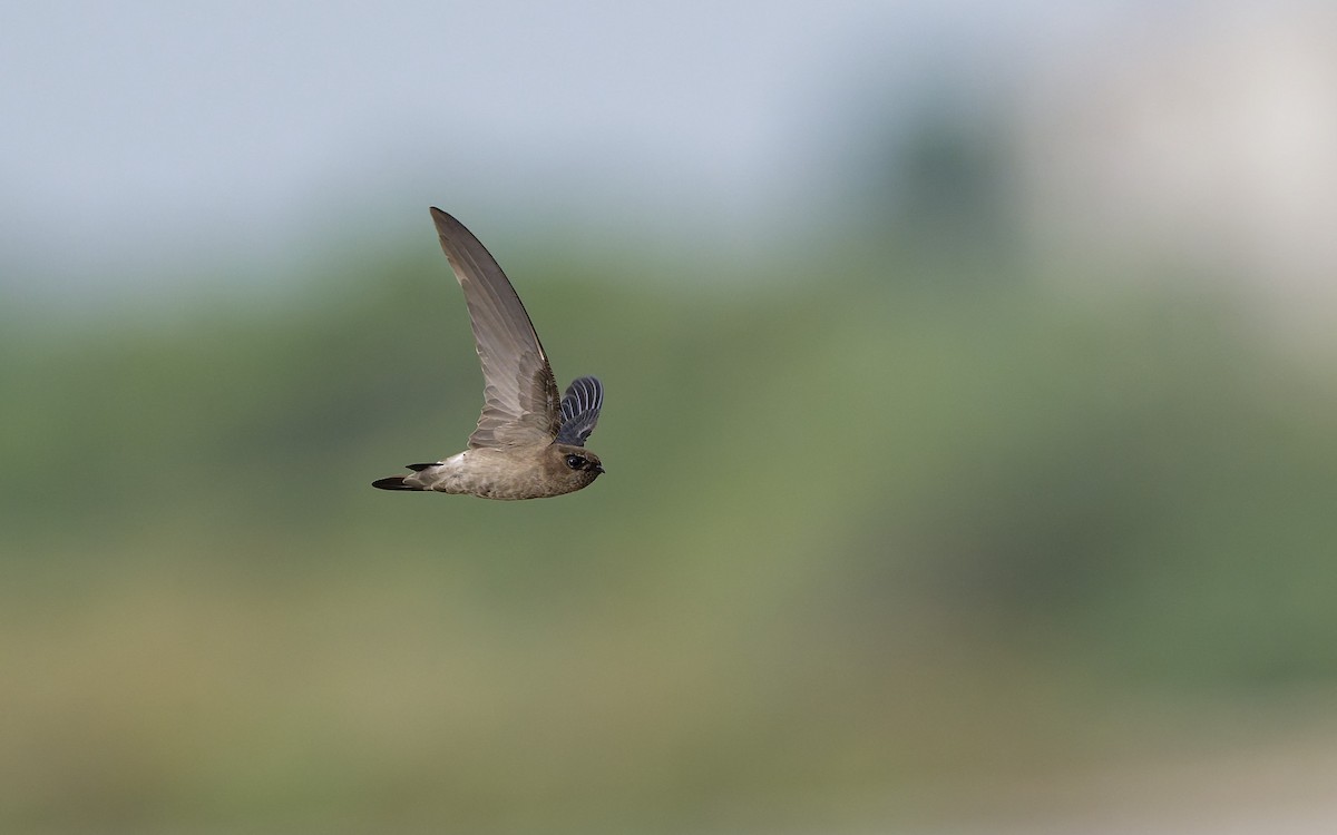 White-nest Swiftlet (White-nest) - ML643937888