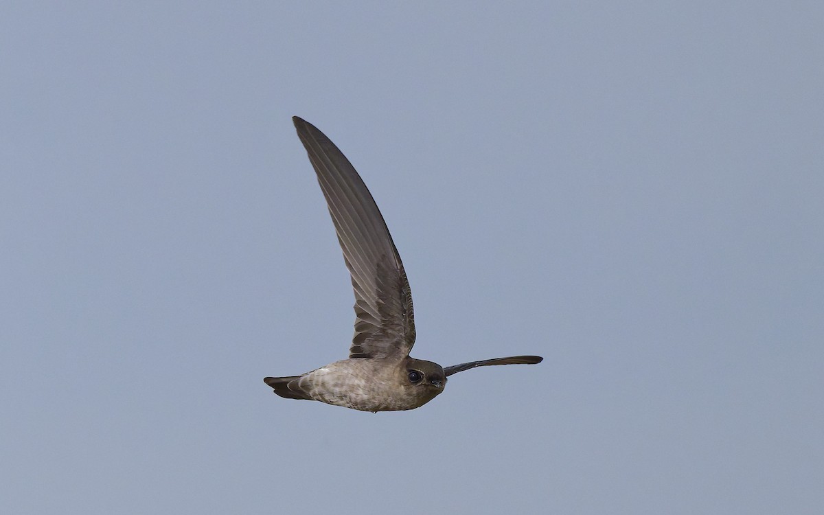 White-nest Swiftlet (White-nest) - ML643937889