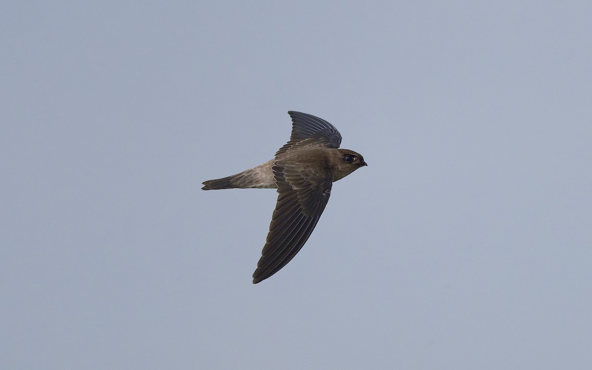 White-nest Swiftlet (White-nest) - ML643937890