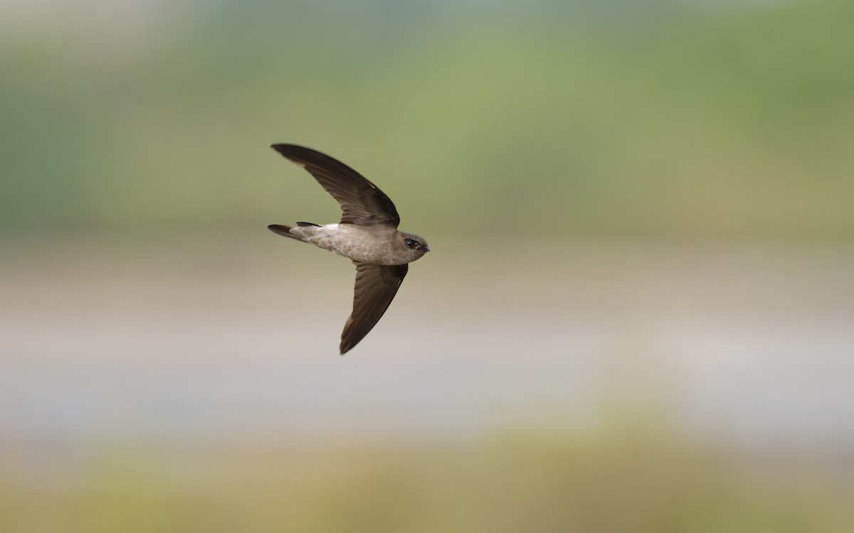 White-nest Swiftlet (White-nest) - ML643937891