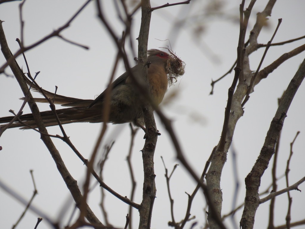 Red-faced Mousebird - ML643937899