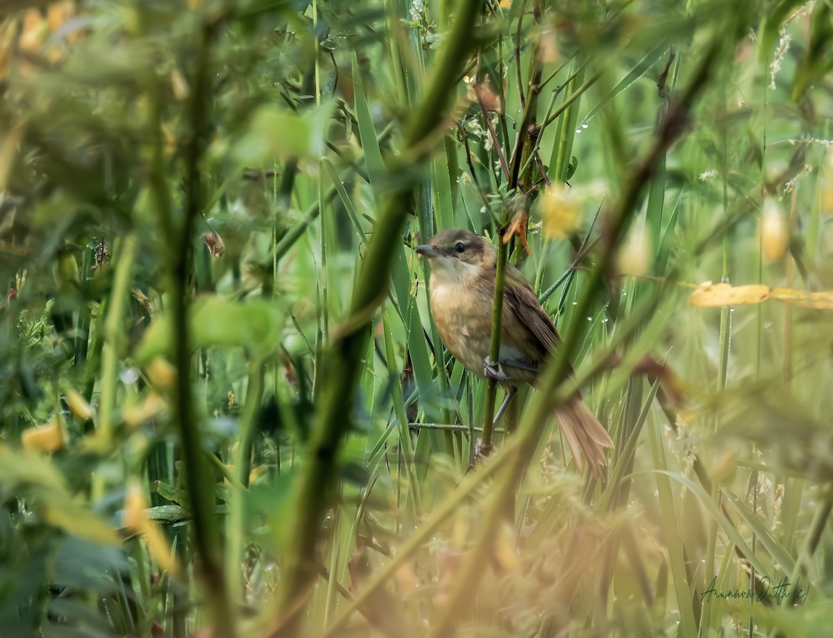 Clamorous Reed Warbler - ML643937908