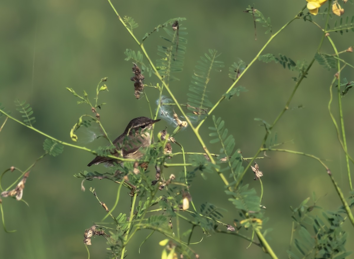 Бүхт дууч шувуу - ML643937920