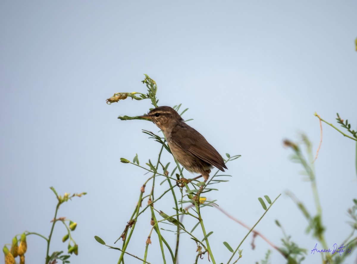 Бүхт дууч шувуу - ML643937921