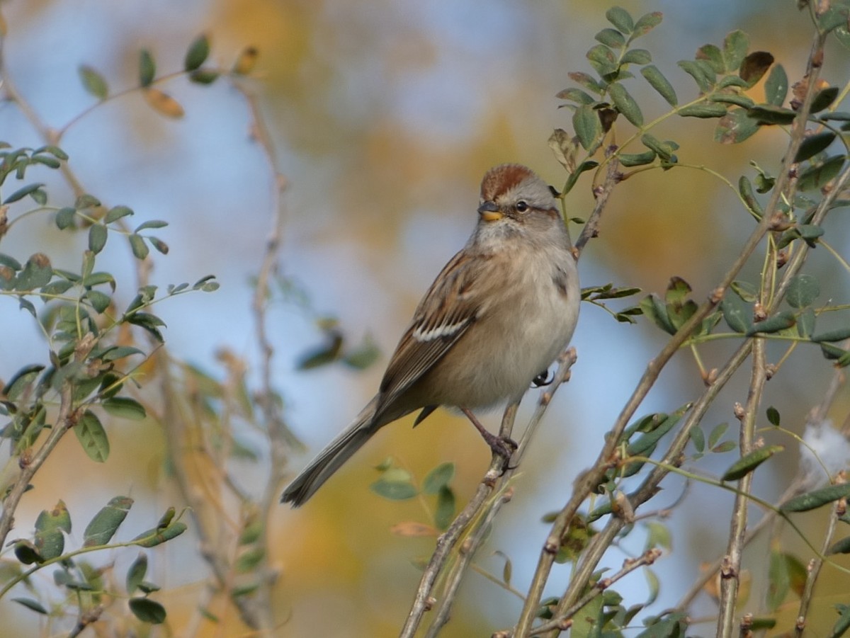 American Tree Sparrow - ML643937930