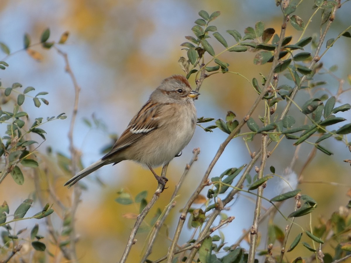 American Tree Sparrow - ML643937931