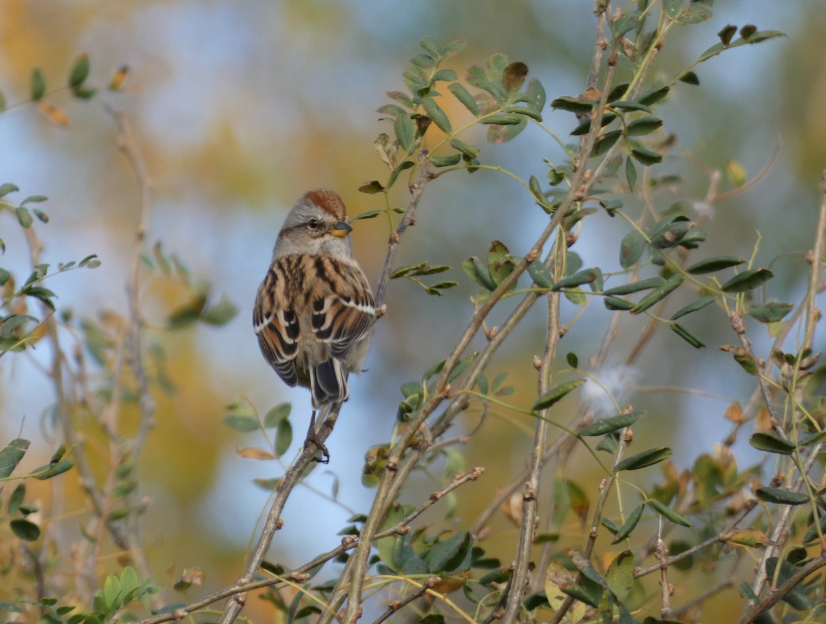 American Tree Sparrow - ML643937932