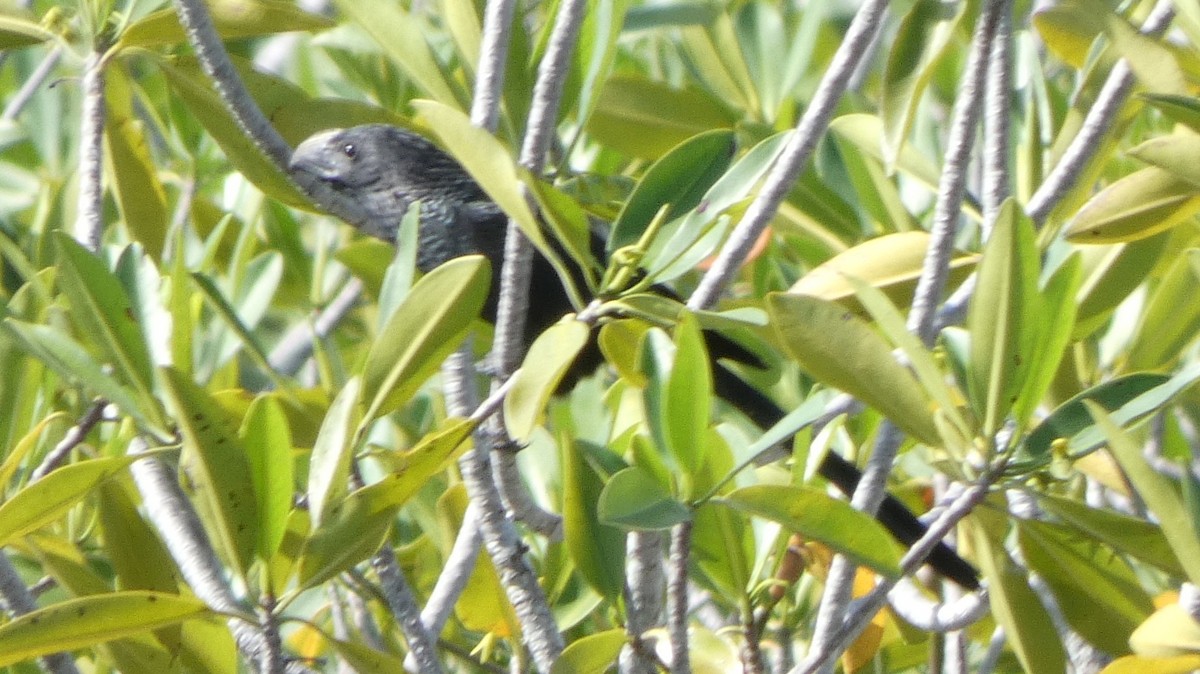 Groove-billed Ani - ML643937934