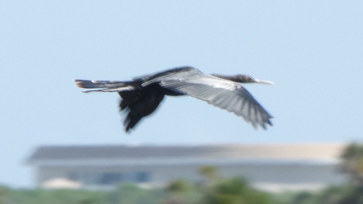 Anhinga - ML643937941