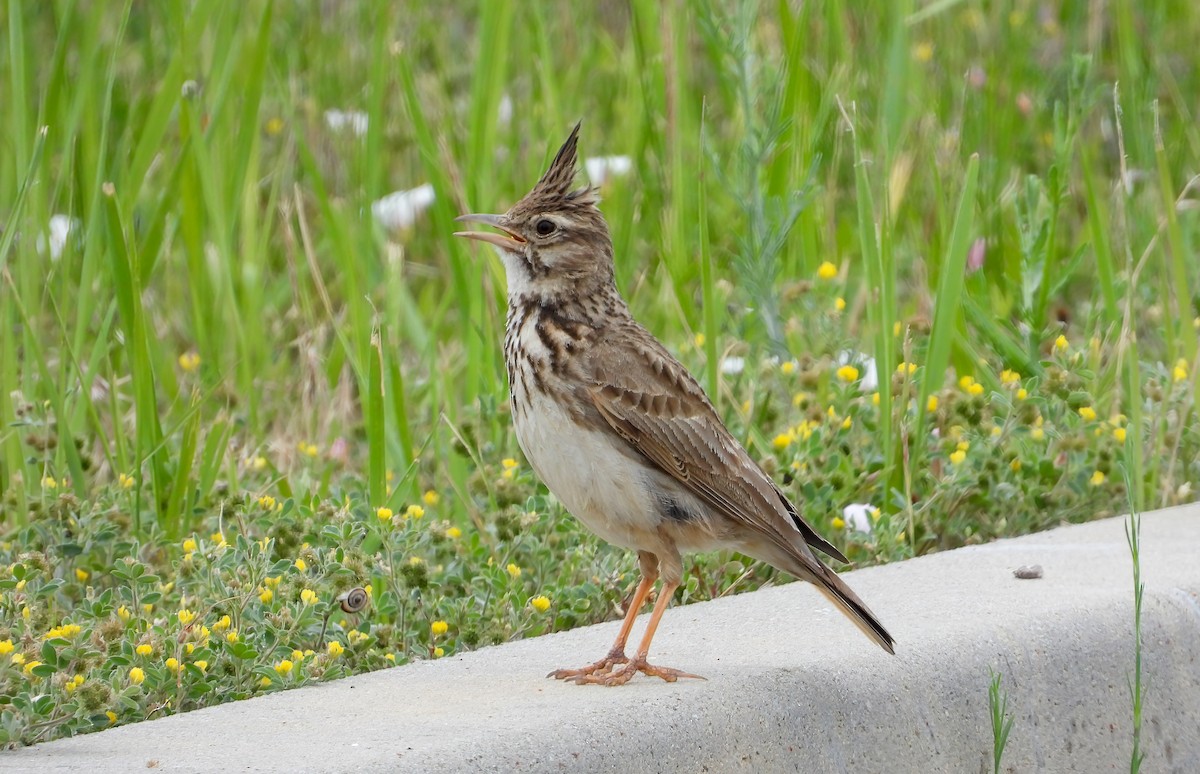 Crested Lark - ML643937949