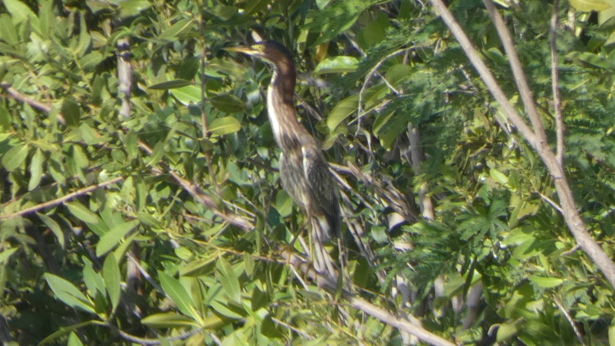 Green Heron - ML643937953