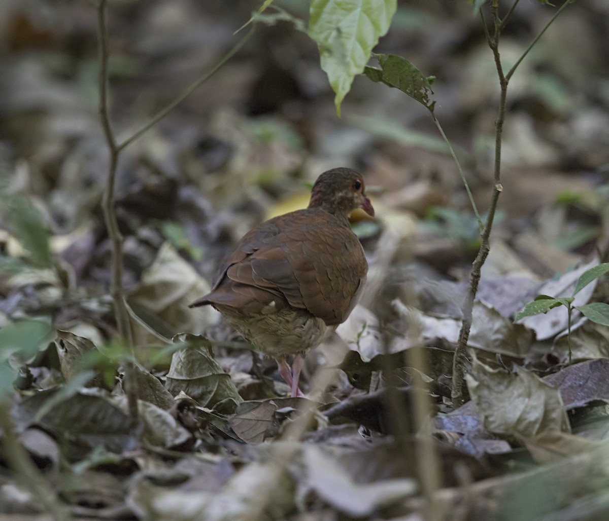 holub hnědočervený - ML643937959