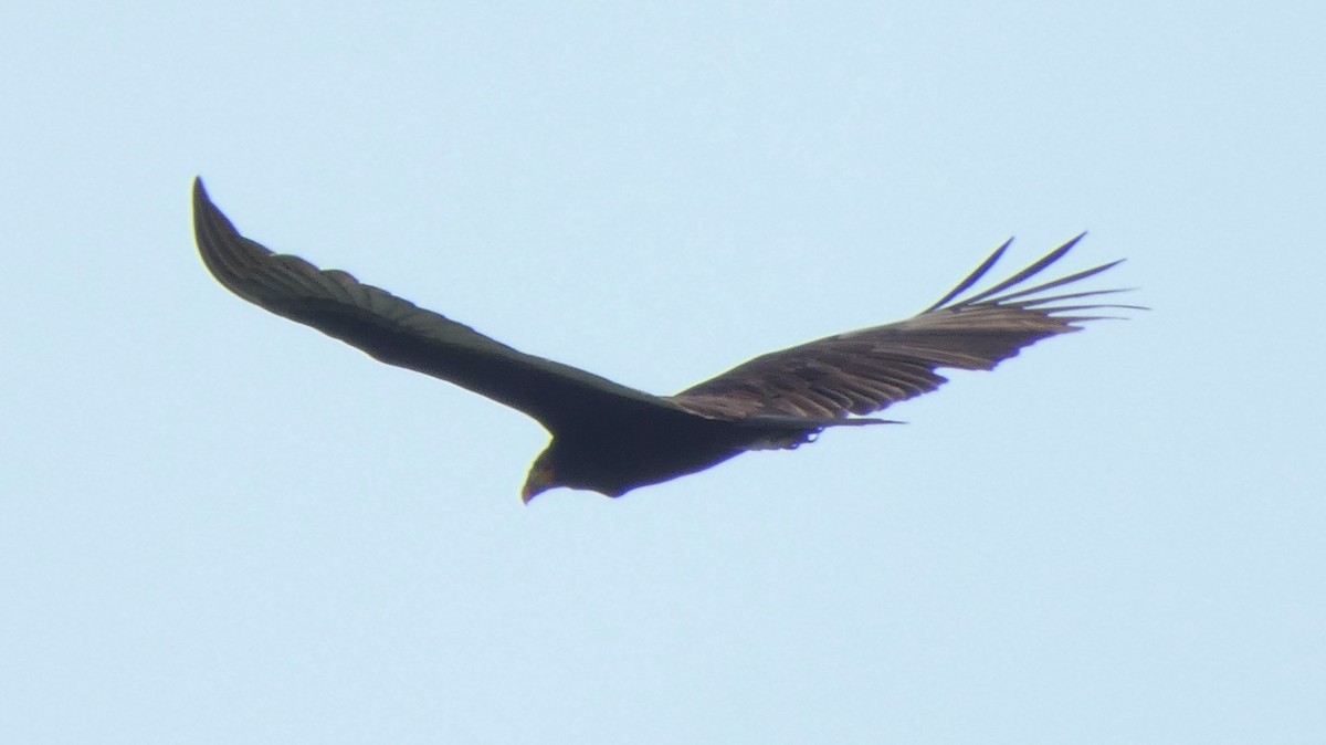 Lesser Yellow-headed Vulture - ML643937961