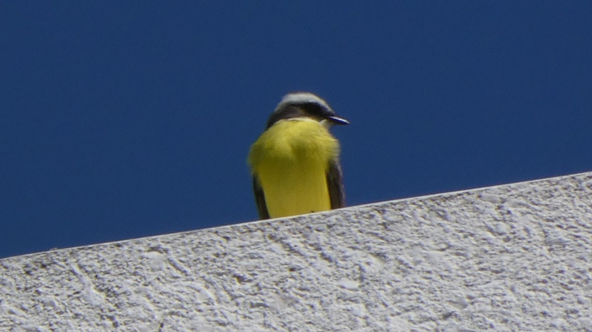 Sosyal Tiran - ML643937965