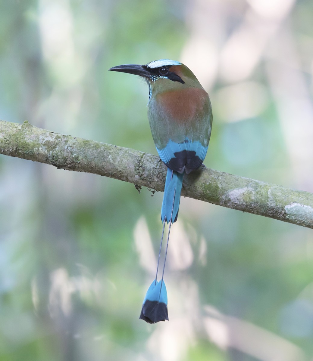 Turquoise-browed Motmot - ML643937966