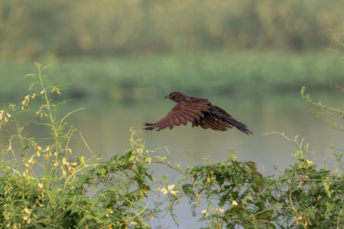 Greater Coucal - ML643937970