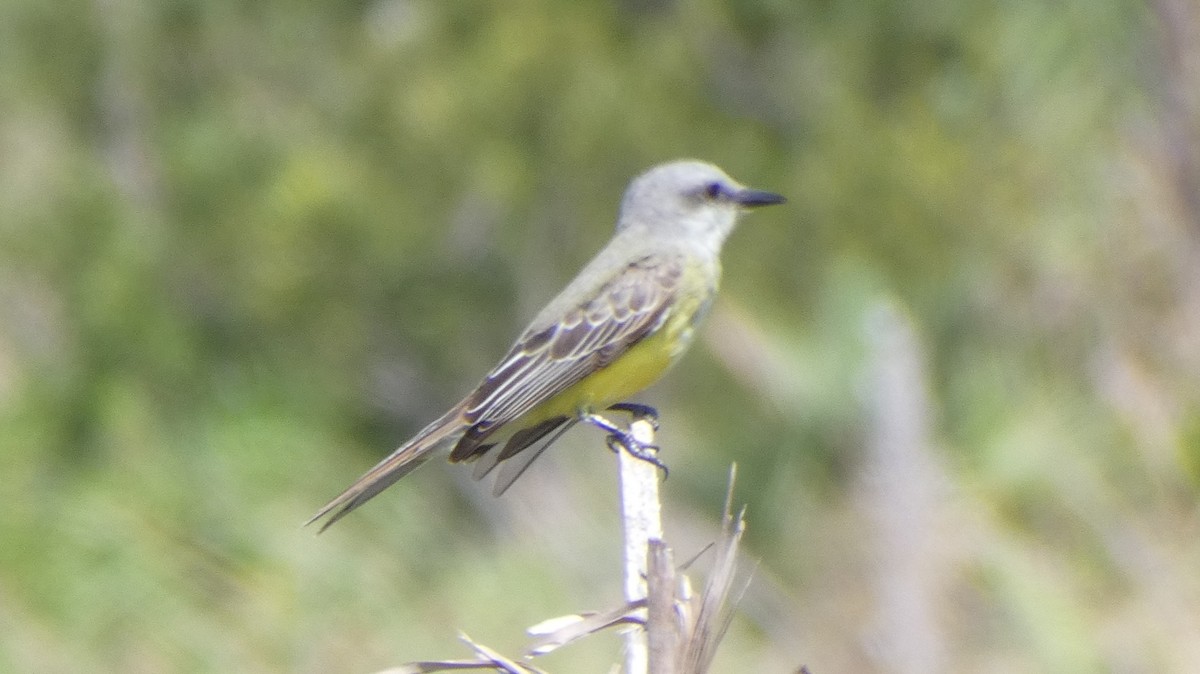 Tropical Kingbird - ML643937971