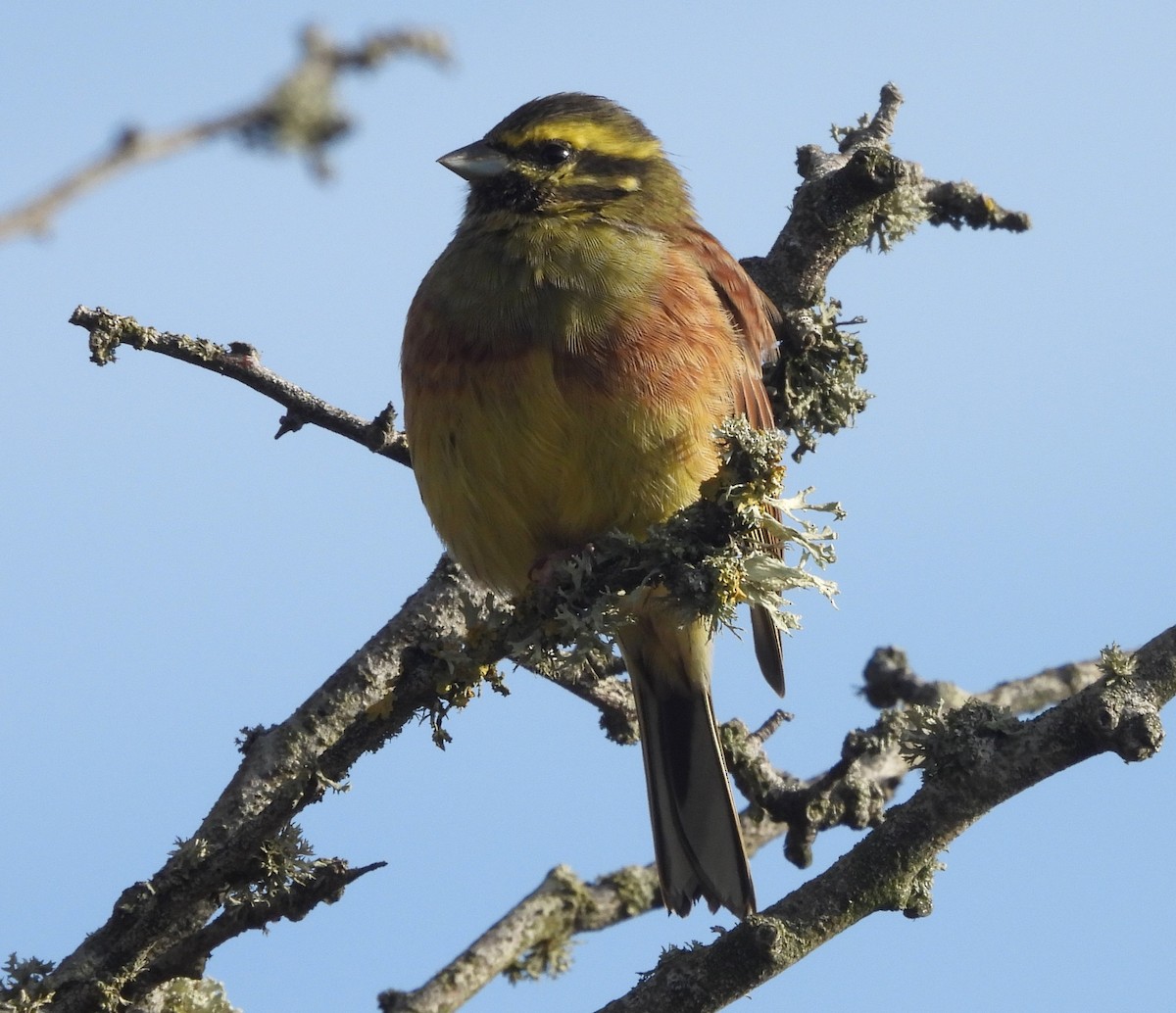 גיבתון משוכות - ML643937982