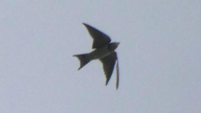 家燕 - ML643937984