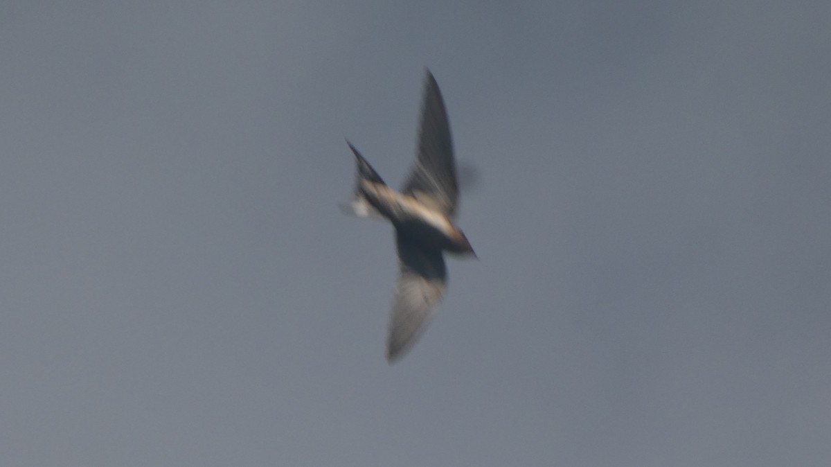 家燕 - ML643937985