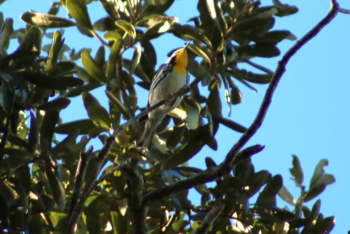 Yellow-throated Warbler - ML643937986