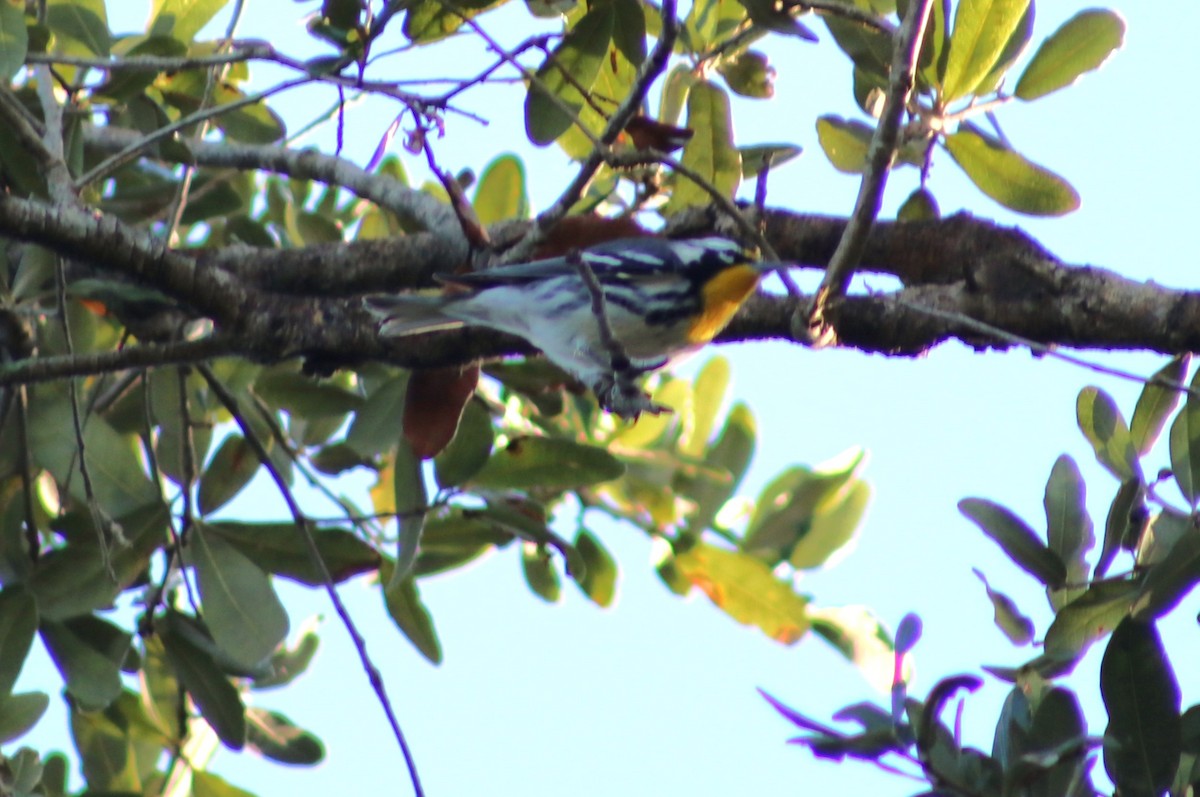 Yellow-throated Warbler - ML643937988