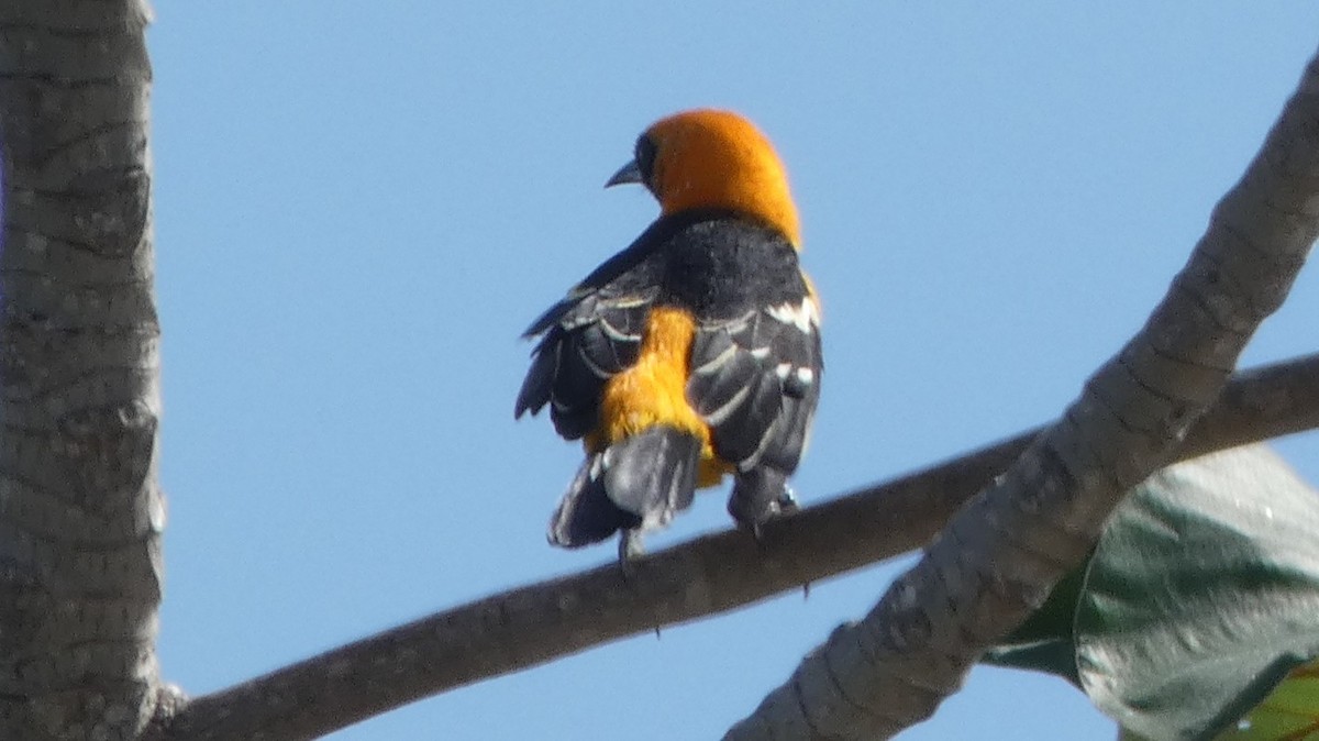 Hooded Oriole - ML643937996