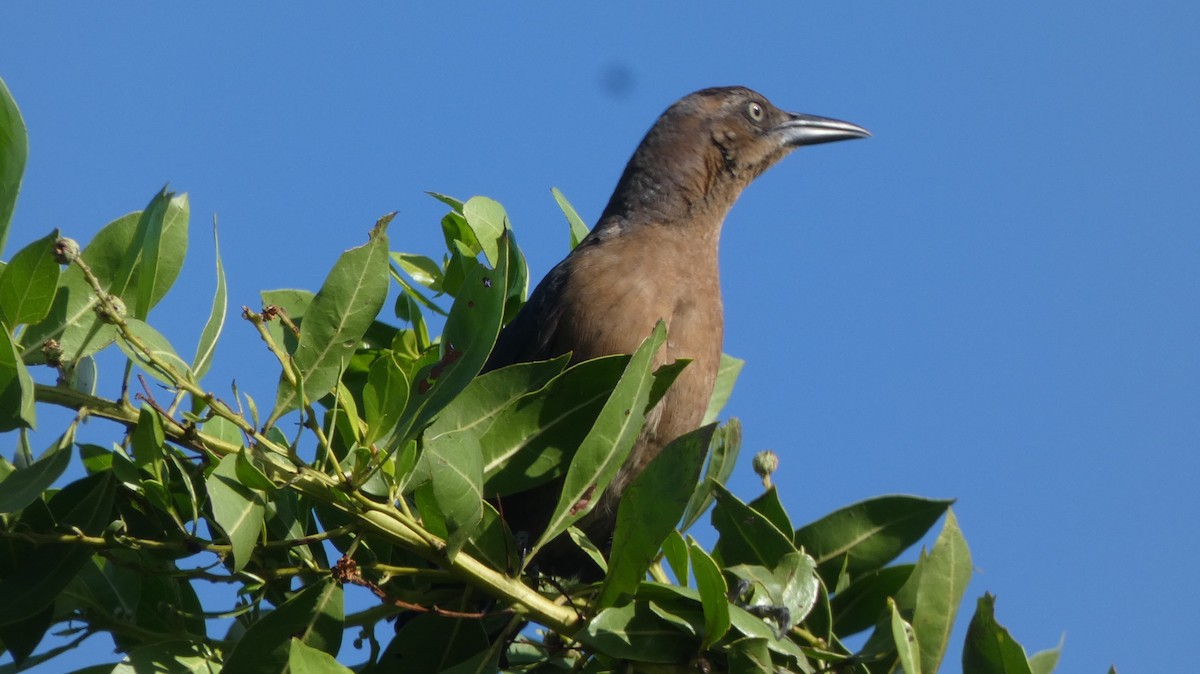 Great-tailed Grackle - ML643938007