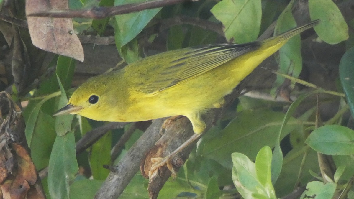 Northern/Mangrove Yellow Warbler - ML643938011