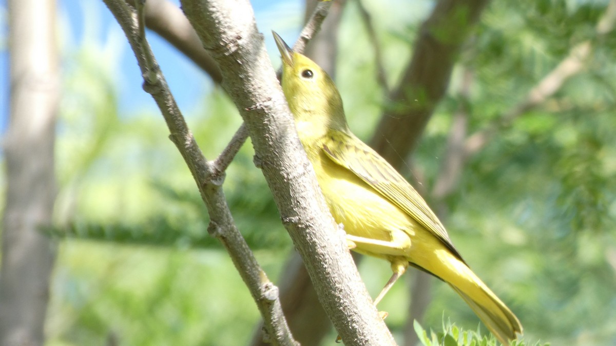 Northern/Mangrove Yellow Warbler - ML643938014
