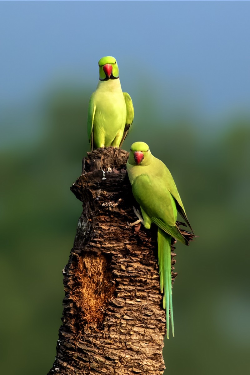 Rose-ringed Parakeet - ML643938019
