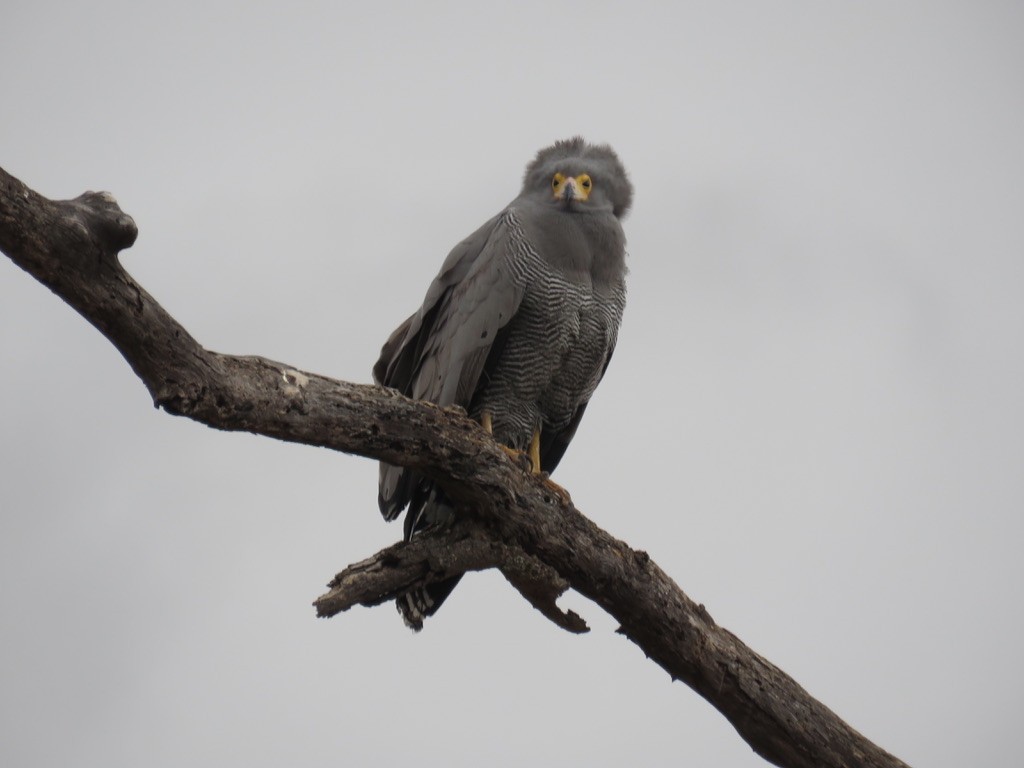 African Harrier-Hawk - ML643938020