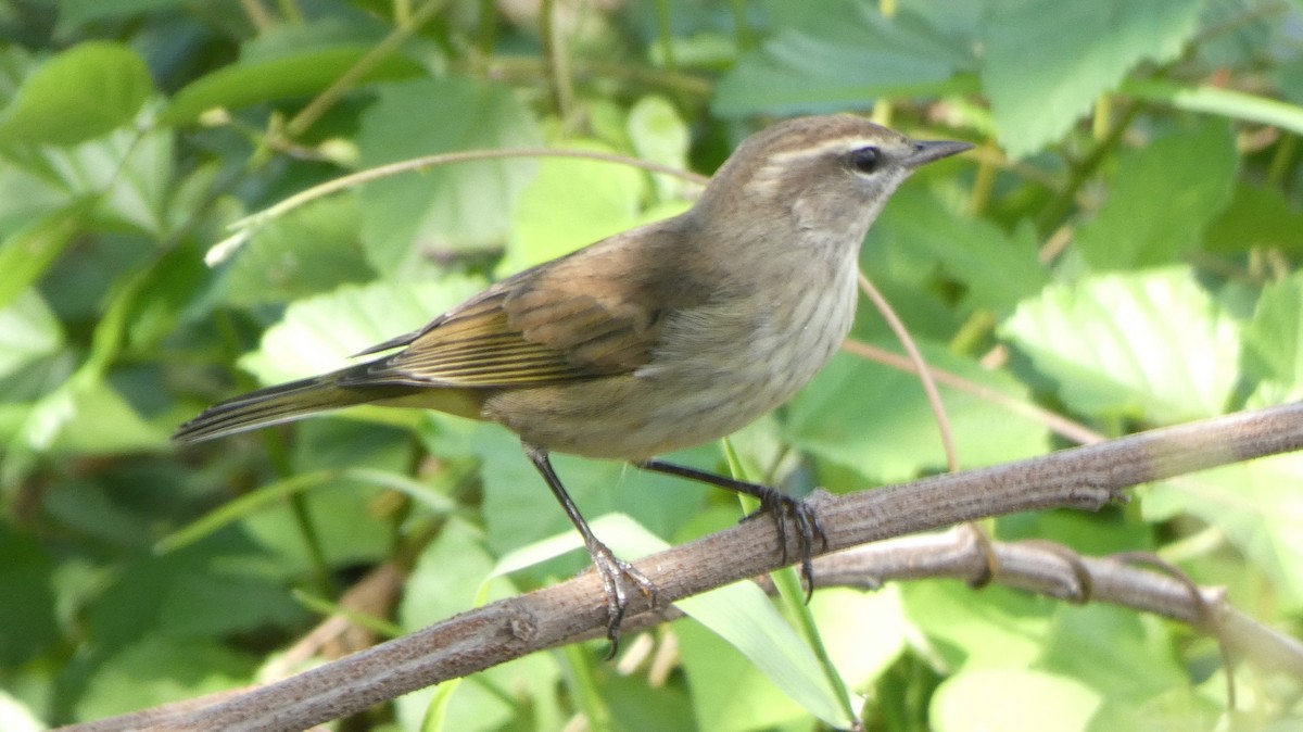 Palm Warbler - ML643938030