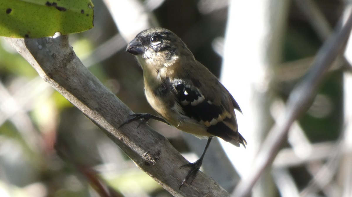 Morelet's Seedeater - ML643938034