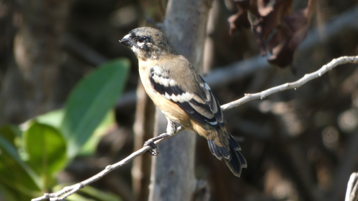 Morelet's Seedeater - ML643938035