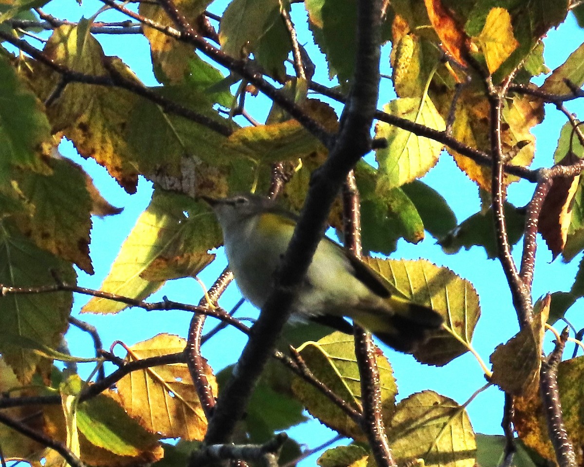 American Redstart - ML643938055