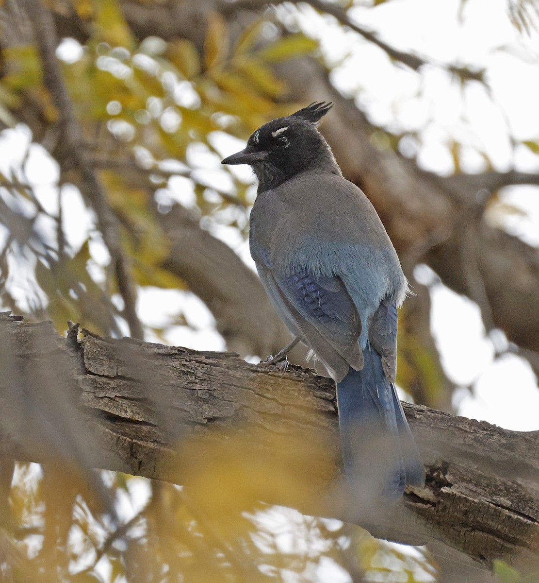 Steller's Jay - ML643938081