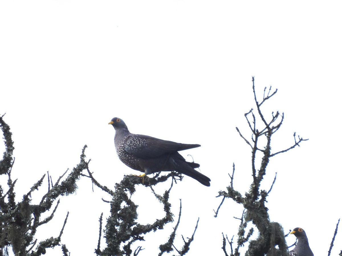 Rameron Pigeon - ML643938098