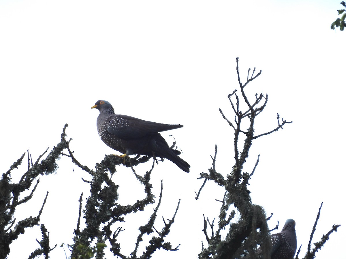 Rameron Pigeon - ML643938099