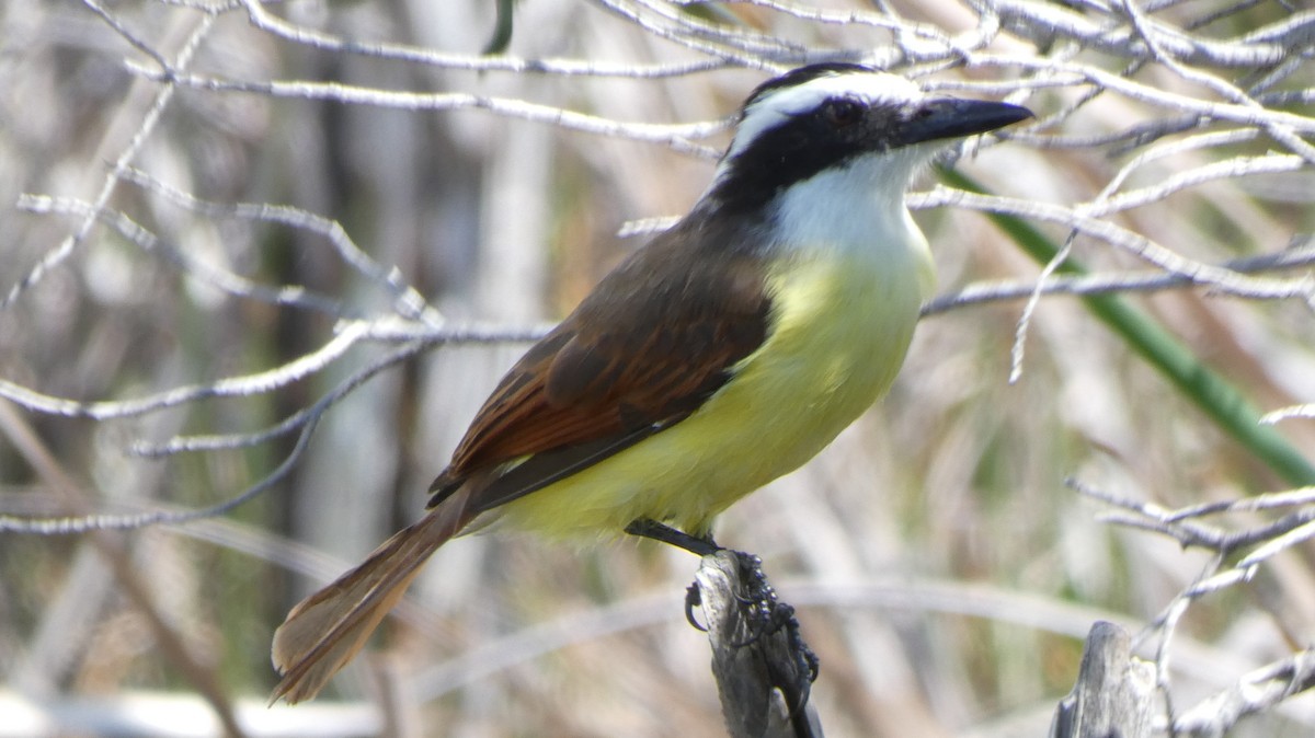 Great Kiskadee - ML643938100
